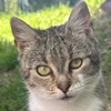 Mira Katze Valcea